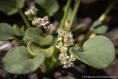 Eriogonum lemmonii, photographed by Tim Messick
