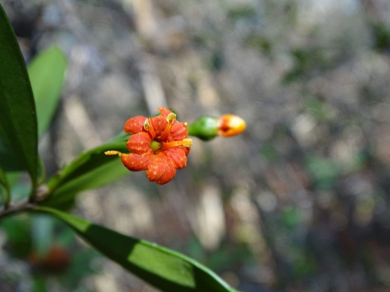 Bonellia flammea, photographed by Alexis López Hernández