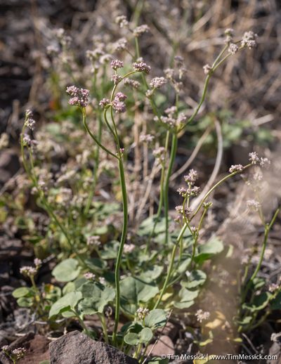 Eriogonum lemmonii, photographed by Tim Messick