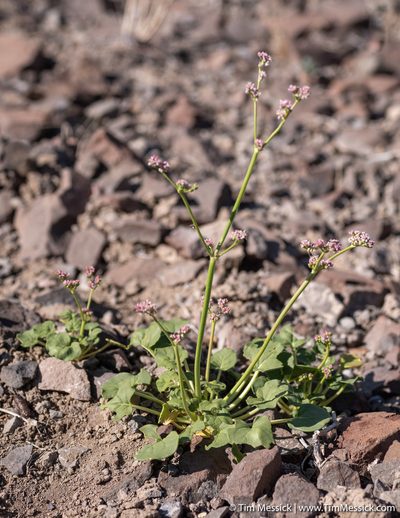 Eriogonum lemmonii, photographed by Tim Messick