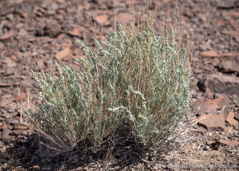 Neokochia americana, photographed by Tim Messick