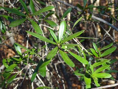Bonellia flammea, photographed by Alexis López Hernández