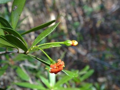 Bonellia flammea, photographed by Alexis López Hernández