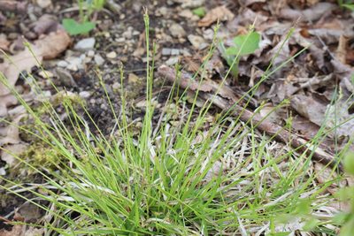 Carex peckii, photographed by Henry "Nick" Robertson