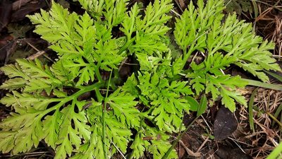 Sceptridium australe, photographed by naturewatchwidow