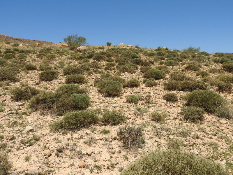 Genista microcephala, photographed by Abdenour Kheloufi