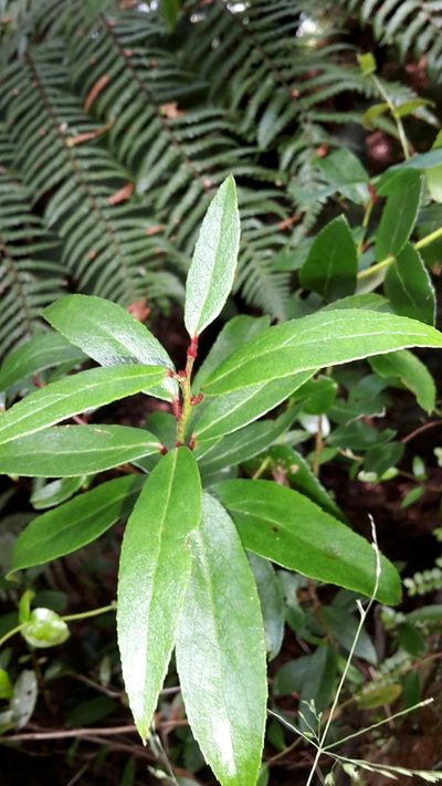 Gaultheria paniculata, photographed by naturewatchwidow