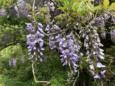 Wisteria floribunda, photographed by Yoshimasa Uchiyama