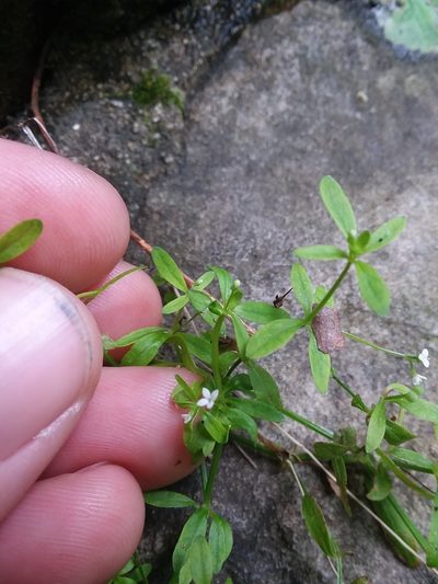 Galium obtusum, photographed by Will McFarland