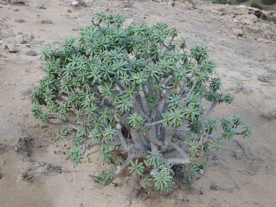 Euphorbia piscatoria, photographed by Duarte Frade