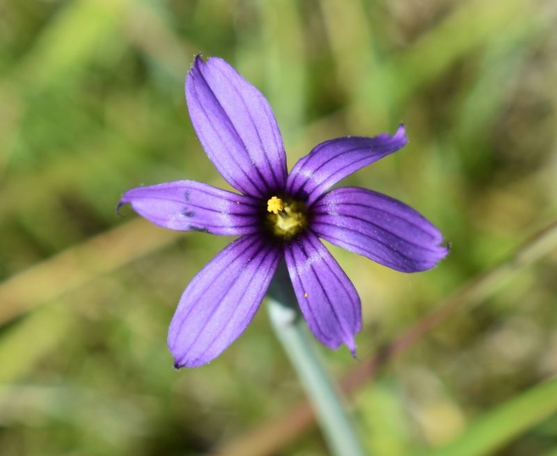 Sisyrinchium hitchcockii, photographed by Gail A Baker