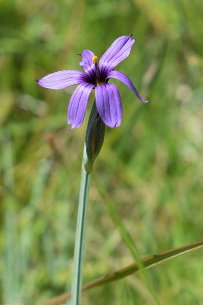 Sisyrinchium hitchcockii, photographed by Gail A Baker