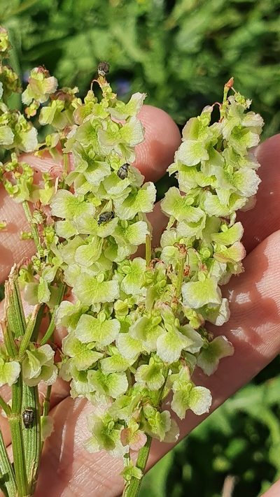 Rumex thyrsoides, photographed by Mehdi Chetibi