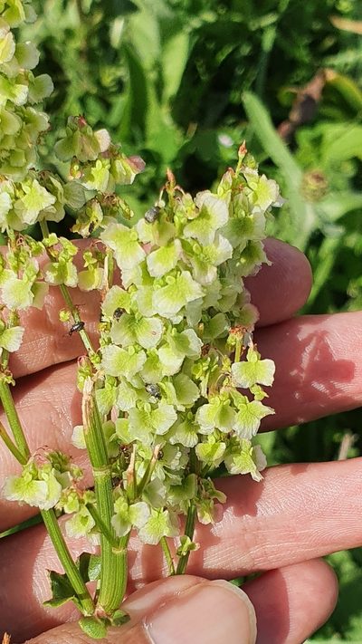 Rumex thyrsoides, photographed by Mehdi Chetibi