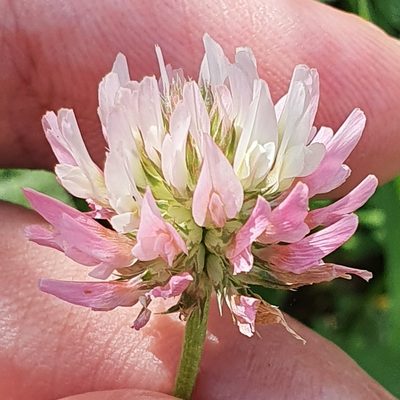 Trifolium isthmocarpum, photographed by Mehdi Chetibi