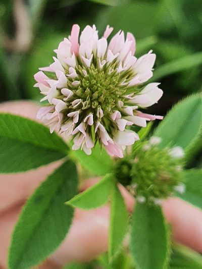 Trifolium isthmocarpum, photographed by Mehdi Chetibi