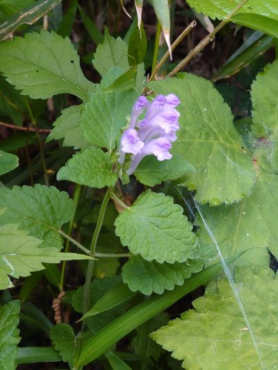 Scutellaria brachyspica, photographed by WATANABE Hitoshi 渡辺仁