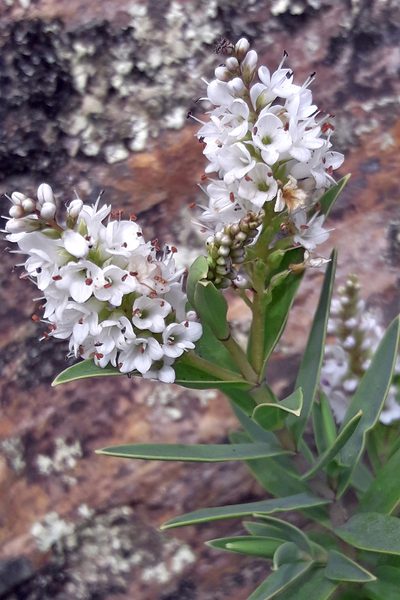 Veronica albicans, photographed by Duncan Cunningham