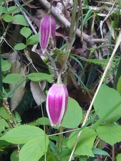 Clematis japonica, photographed by WATANABE Hitoshi 渡辺仁