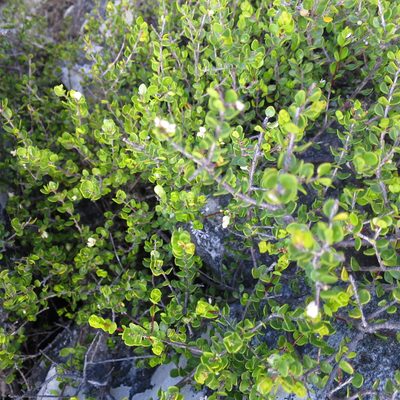 Agathosma venusta, photographed by Di Turner