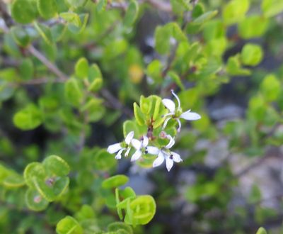 Agathosma venusta, photographed by Di Turner