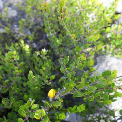 Agathosma venusta, photographed by Di Turner