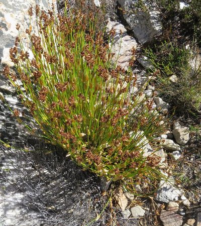 Elegia altigena, photographed by Di Turner