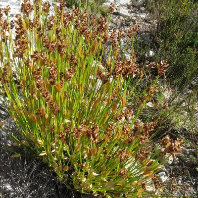 Elegia altigena, photographed by Di Turner