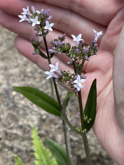 Hedyotis lancea, photographed by Yj