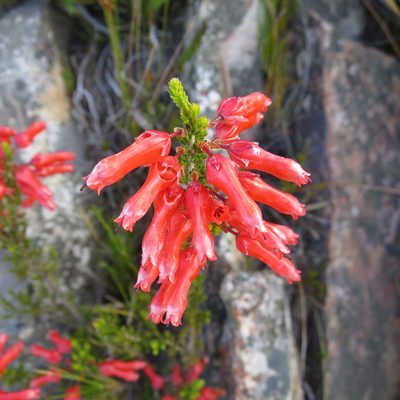 Erica inordinata, photographed by Di Turner