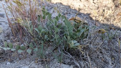 Astragalus beckwithii, photographed by Zoe O.