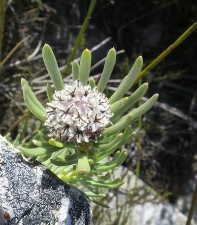 Leucadendron singulare, photographed by Di Turner