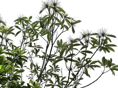 Castanopsis fissa, photographed by Yj
