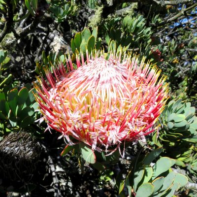 Protea rupicola, photographed by Di Turner