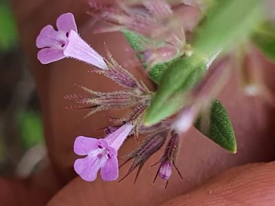 Micromeria graeca, photographed by Mehdi Chetibi
