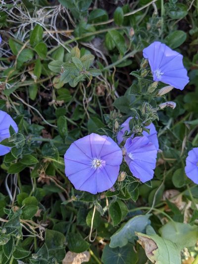 Convolvulus sabatius, photographed by Alexandre Passos