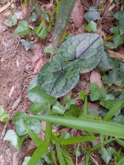 Asarum tamaense, photographed by WATANABE Hitoshi 渡辺仁