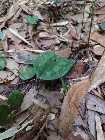 Asarum tamaense, photographed by WATANABE Hitoshi 渡辺仁