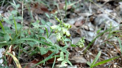 Hebecarpa ovatifolia, photographed by Cleveland Powell