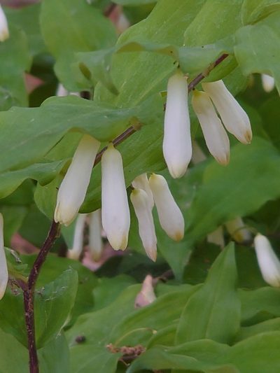 Polygonatum lasianthum, photographed by WATANABE Hitoshi 渡辺仁