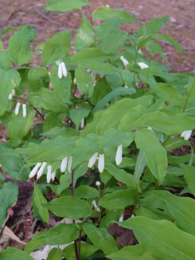 Polygonatum lasianthum, photographed by WATANABE Hitoshi 渡辺仁