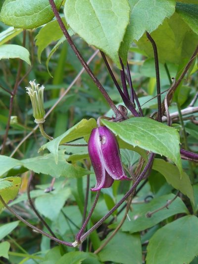 Clematis japonica, photographed by WATANABE Hitoshi 渡辺仁