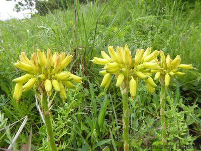 Aloe linearifolia, photographed by Andrew Hankey