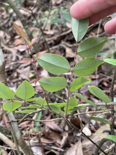 Indigofera venulosa, photographed by Yj