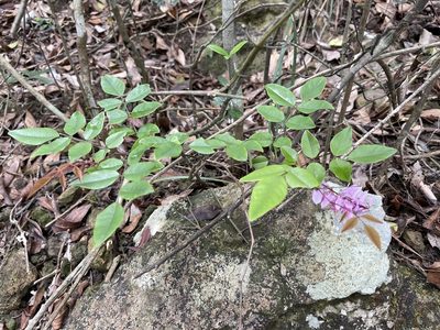 Indigofera venulosa, photographed by Yj