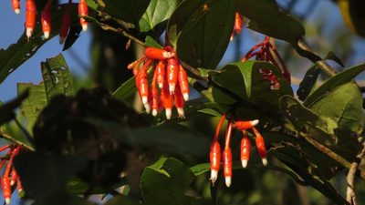 Psammisia guianensis, photographed by Manuel Roncal
