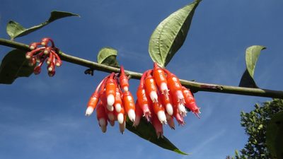 Psammisia guianensis, photographed by Manuel Roncal