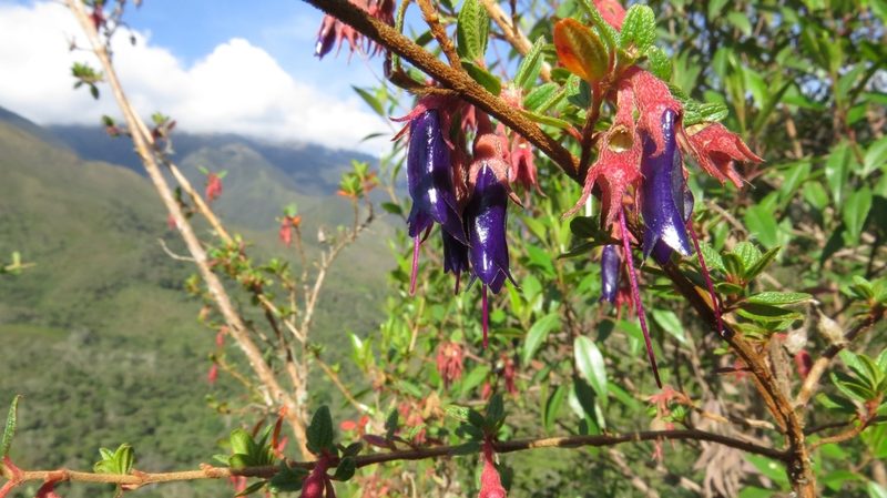 Brachyotum rostratum, photographed by Manuel Roncal