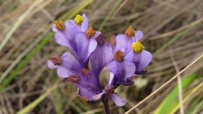 Burmannia stuebelii, photographed by Manuel Roncal