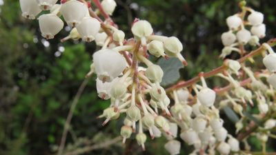 Gaultheria reticulata, photographed by Manuel Roncal